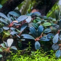 Aanbieding Bucephalandra mix